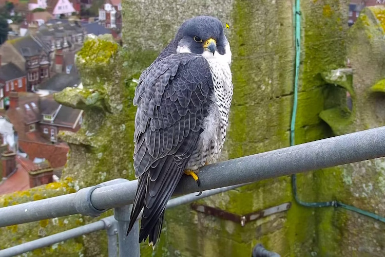 Cromer Church hosts breeding predators